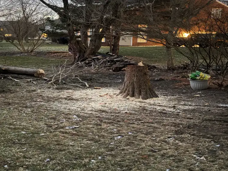 Tree removed and stump ground down in a Dayton yard
