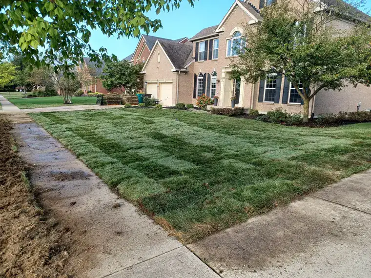 New lawn on a full front yard